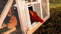 Kyckling som kliver ut ur en Omlet Autodoor fastsatt i en träkoja