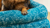 Detalj av bäddsoffa med tryck av hunden blue doodle