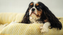 Närbild av cavalier king charles spaniel på bolster hundbädd i honeycomb pollen print.