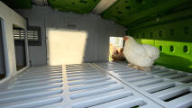 Kycklingar som njuter av dagsljuset som kommer in i Eglu pro med Lux panelen