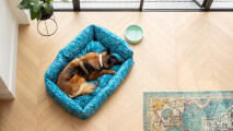 Flygbild av en schäferhund som ligger i en blue nest-hundbädd i en modern bostad