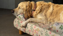 Golden retriever sover på blommig bolster hundbädd i morGon äng tryck.