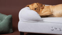 Närbild av en labrador som sover på en hundbädd med stenar i manchester.