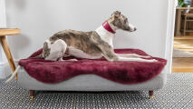 Greyhound på en Topology hundbädd med en lila fårskinnstoppning