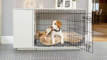En beagle som ligger på en Topology hundbädd i en låda