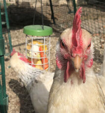 Ett närbildsfoto av en kyckling med en plockleksak i bakgrunden.
