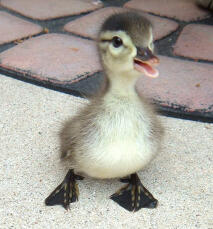 Quack kvak