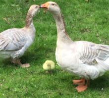Stolt Gander och Gosling