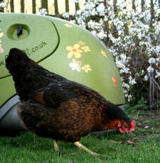 Kyckling framför grönt Eglu hönshus i trädgården
