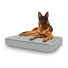 Hund som sitter på en stor Topology hundbädd med quiltat överdrag