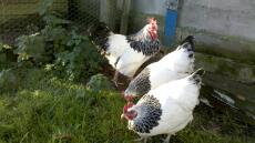 Tre kycklingar i trädgården