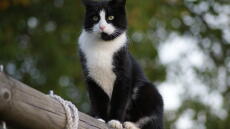 En katt som står på en lång stång.