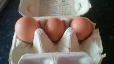 de första tre äggen - den stora var en dubbel yolker!
