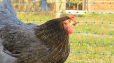 En kyckling som tittar på ett Omlet Staket