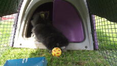 Min Lionhead-kanin som tycker om sin nya bur