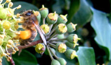 Slut upp av bi på murgröna som samlar pollen
