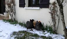 Kycklingar i Snow