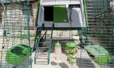 Omlet grönt Eglu Cube stort hönshus och springgård med Omlet Caddi Godishållare och Omlet plockleksak