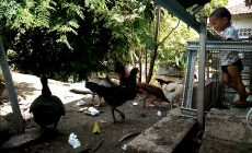 Bakgård kyckling