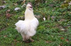 En vit fluffig kyckling på gräs