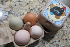 En Omlet ägglåda med fyra olika äggfärger inuti.