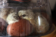 Nykläckta Spalsh Marans torkar ut i inkubatorn