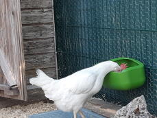 En kyckling som njuter av att dricka från kycklingdrickaren.