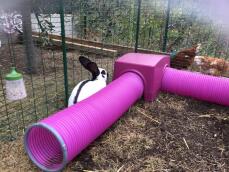 Kanin som undersöker Zippi skydd och lektunnel
