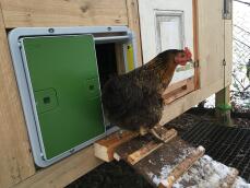 En kyckling som kommer ut ur sitt stall genom den automatiska stalldörren