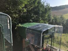 Omlet hönsgård med hönsgård i trä och med Omlet grön automatisk kycklingdörr