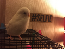 Selfie Budgie