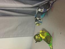 Mina fåglar. Endigo (lila) haj (regnbåge) ari (blå) pommes frites (fancy grön) och pekannötter (normal grön