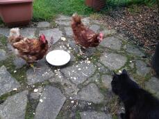 Katt och kycklingar som delar en skål med äggröra!