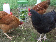 Tre kycklingar som äter lite grönt från sin Godishållare