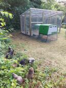 Jag har byggt en rovdjurssäker voljär och integrerat min Eglu Cube för att ge bättre utrymme för både mig och mina 6 dvärgkycklingar.utanför voljärerna har jag dem i ett större hägn när vi är hemma och ibland helt fria i trädgården!