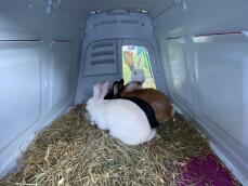 Tre kaniner som äter i sitt bur, en annan kanin som observerar från utsidan