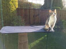 En kattunge som sitter på hyllan i sin kattutflykt utomhus