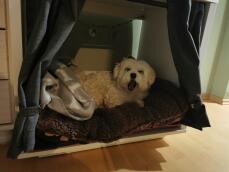 Hund som ligger ner i Omlet Fido Nook hundkorgsmöbler