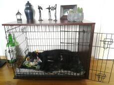 Hund som sover i Omlet Fido Studio