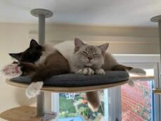 Katter delar Freestyle plattform på inomhusträd av rachel stanbury 
