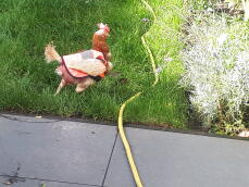 Kyckling med Omlet kyckling hivis jacka på i trädgården