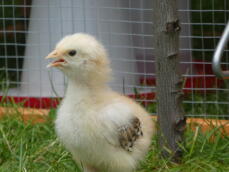 En kyckling som står i hagen.