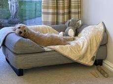 En hund som vilar på sin grå säng och filt