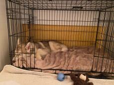 Hund som sover Omlet Fido hundkorg