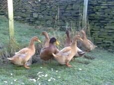 Buff Orpington Ducks