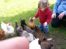 En ung flicka som leker med många kycklingar i en trädgård