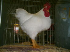 Kyckling poserar i bur