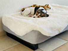 Hund sover på Omlet Topology hundbädd med fårskinnsöverdrag och svarta skenor