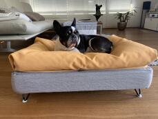 En hund som vilar på sin grå säng med gula bönsäckar som toppning