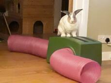 En kanin som står på sitt gröna skydd och sina rosa tunnlar